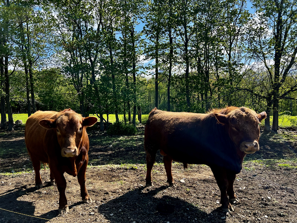 red Angus bulls