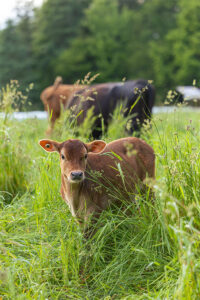 Organic grass-fed beef calf on pasture