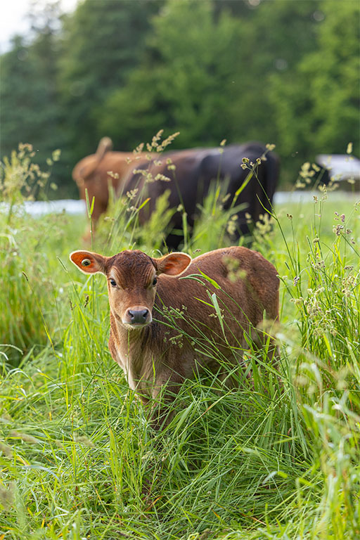 Organic grass-fed beef calf on pasture